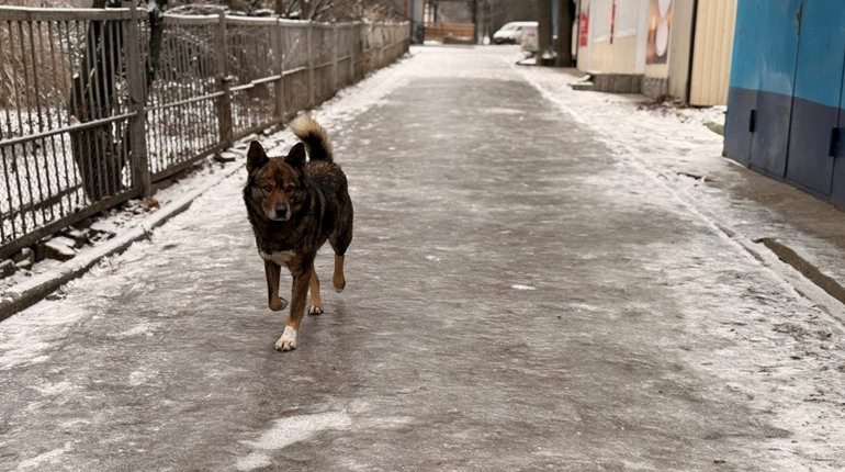 Ожеледиця у Первомайську 28 січня: як містяни добиралися до центру та долали наслідки негоди