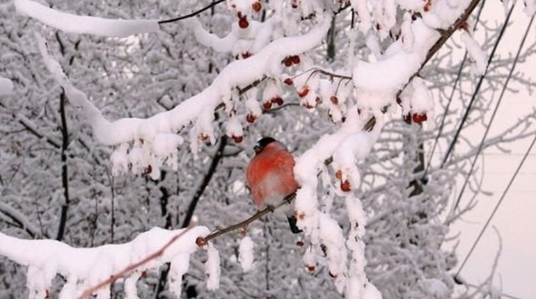 В Україну насуваються сильні морози!