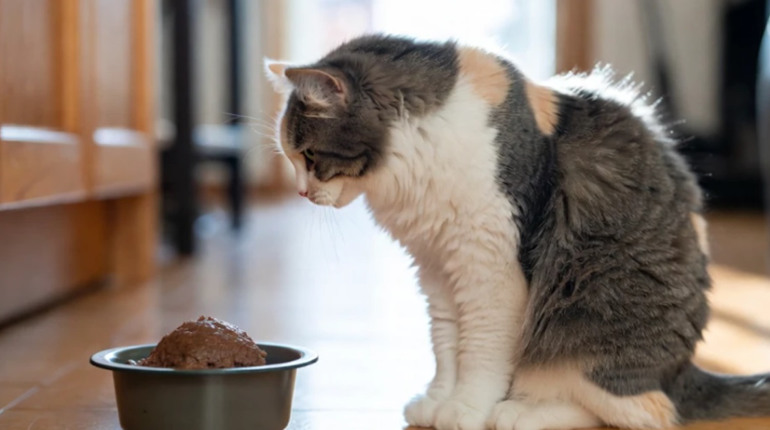 Чому кіт відмовляється від вологого корму і як це виправити