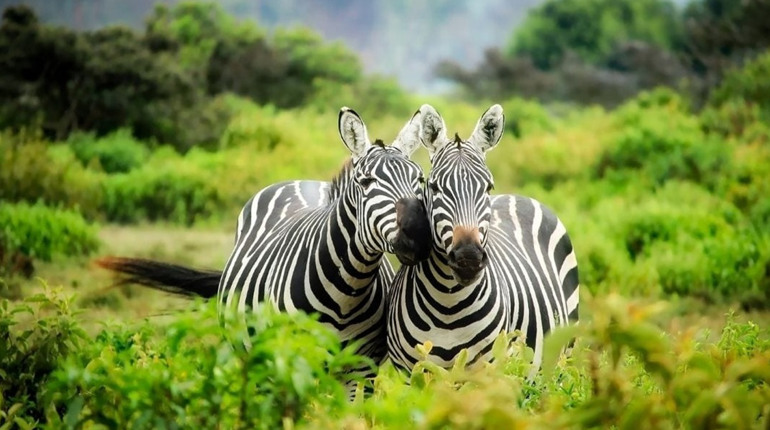 31 січня: Міжнародний день зебри та інші дати, події, свята, народні прикмети