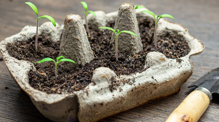 Місячний посівний календар на лютий 2026 року: що і коли сіяти