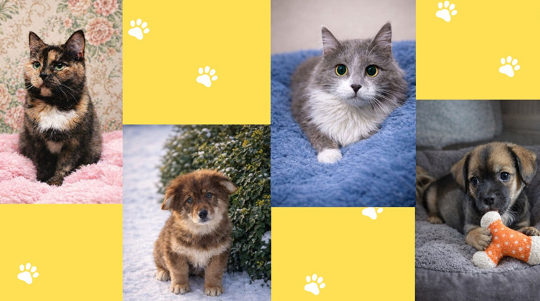 Прилаштування безпритульних тварин у Гадячі: хто зараз шукає дім