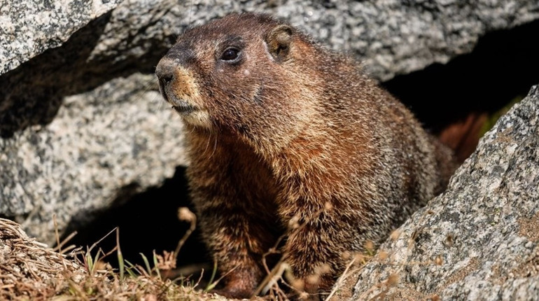 2 лютого: День бабака, Всесвітній день страуса та інші дати, події, свята, народні прикмети