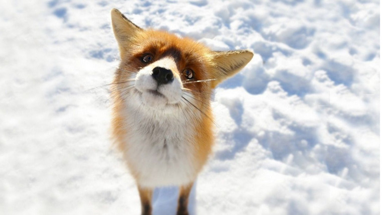 У Фастівській громаді почастішали випадки появи лисиць: мешканців закликають бути обережними