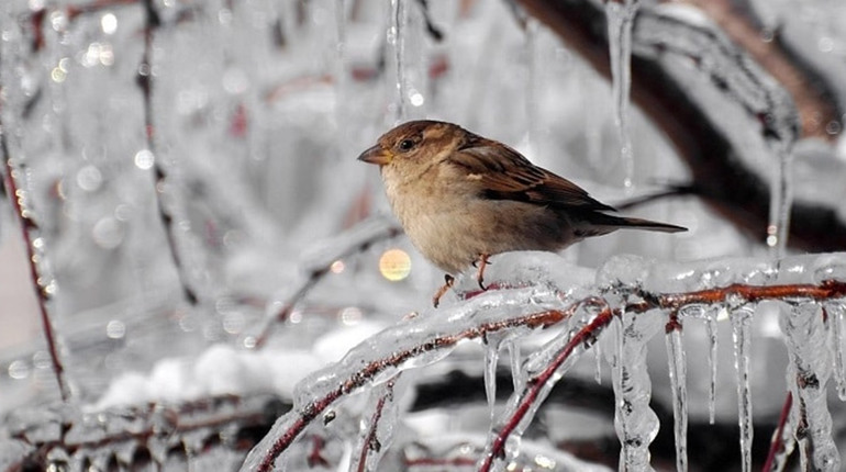 Прогноз погоди на 4-8 лютого
