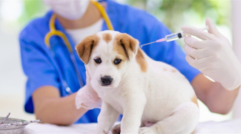 На Черкащині триває профілактика сказу: підсумки 2025 року