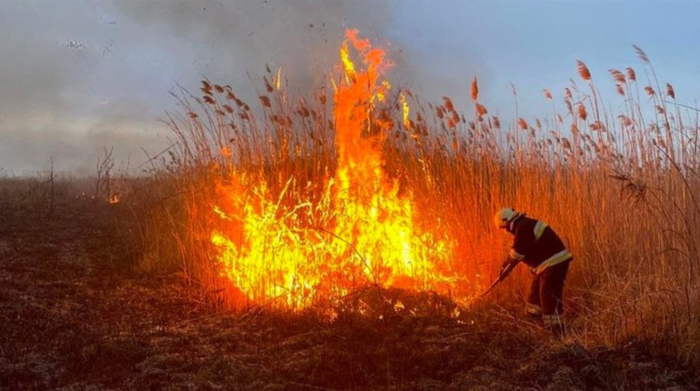 На Одещині судитимуть жінку, яка палила сміття і спричинила масштабну пожежу на полях