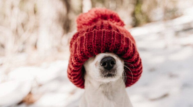 Морози повертаються: коли на Фастівщині відчутно похолодає