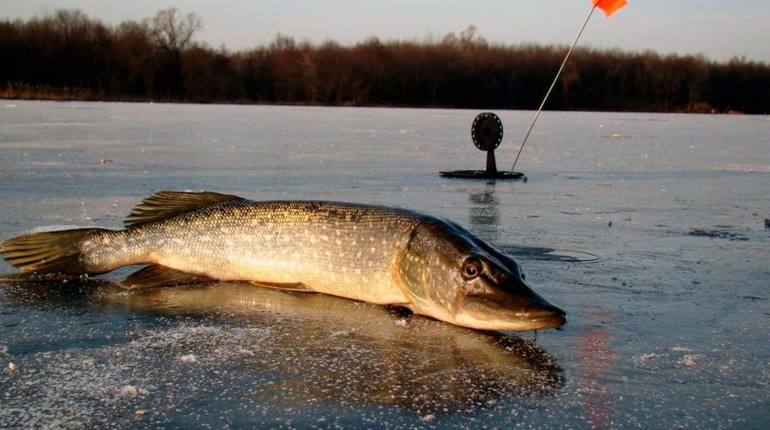 Сезон «тиші» на водоймах: в Україні вводять заборону на вилов щуки