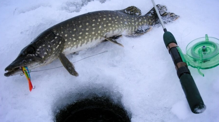 З 15 лютого на Київщині буде діяти заборона на вилов щуки: порушникам загрожують штрафи