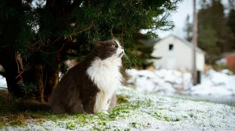 Погода на лівобережжі Херсонщини з 13 по 15 лютого: прогноз Українського гідрометеоцентру