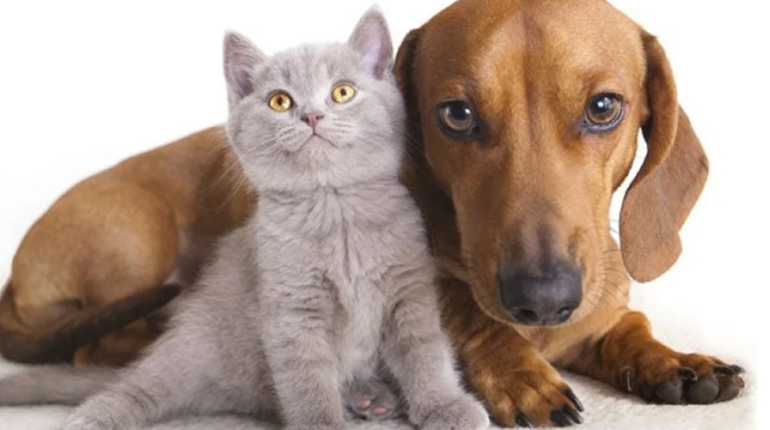 Як уберегти улюбленців від хвороб в холодну пору року - пояснюють у Старокостянтинівській ветклініці