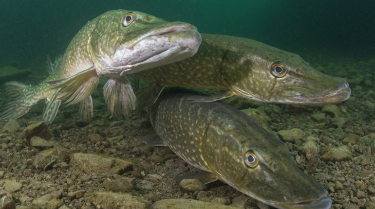 В Україні розпочалася щорічна заборона на вилов щуки