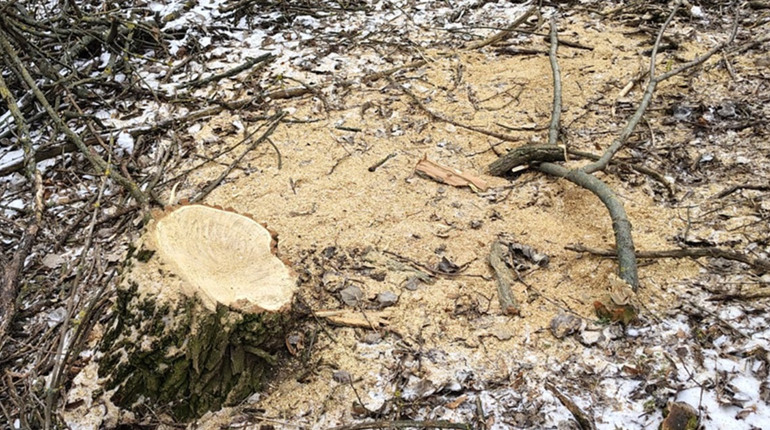 На Полтавщині незаконно зрубали 75 дерев: збитки — майже на мільйон гривень