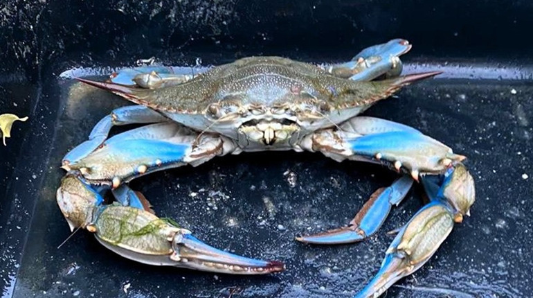 Небажаний гість із Атлантики: блакитний краб освоює чорноморські лимани