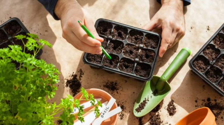 З 25 по 28 лютого варто посіяти на розсаду помідори, перець, баклажани, селеру та квіти