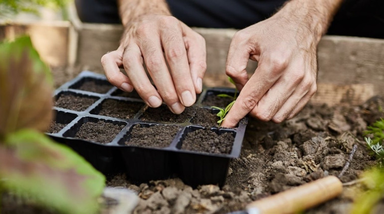Посівний календар на березень 2026: що і коли сіяти на розсаду