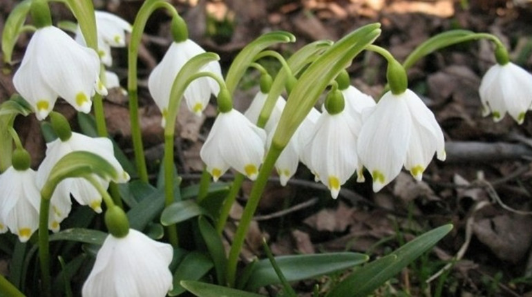 На Черкащині триває операція «Первоцвіт–2026»: екологи закликають не зривати рідкісні квіти