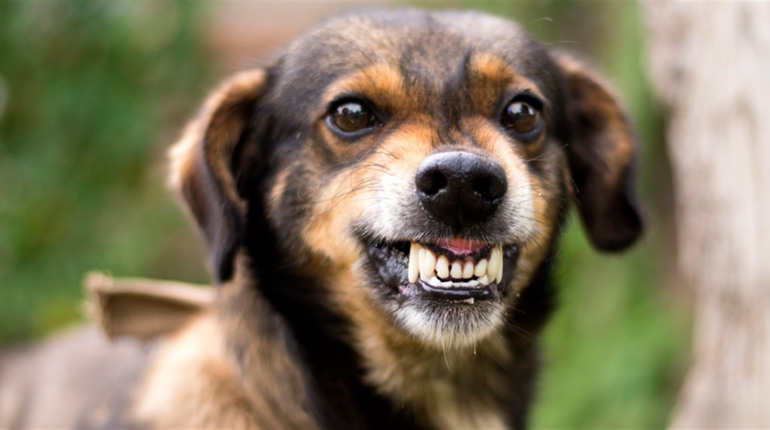 У Корюківській громаді найбільше випадків сальмонельозу, хвороби Лайма, сказу й скарлатини