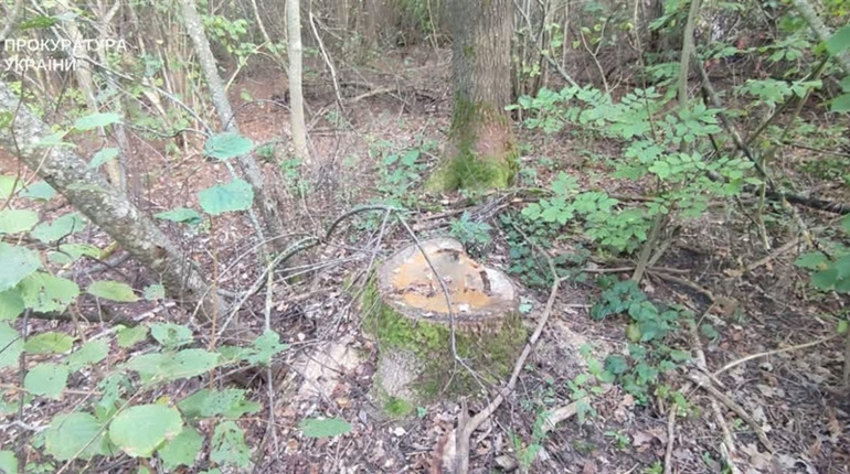 Міськрада сплатить понад 1,8 млн грн збитків за шкоду лісу