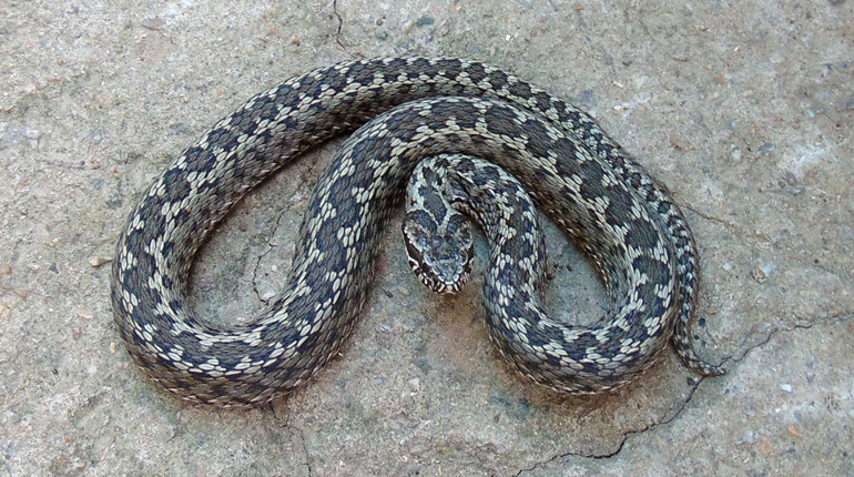 На Миколаївщині — жодного випадку: у 2025 році в області не зафіксували укусів змій