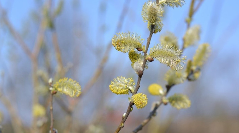 Погода у Старокостянтинові на 10-15 березня: йде справжнє потепління