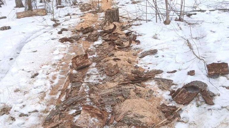 У Миргородському районі виявили незаконну вирубку дерев на понад пів мільйона гривень