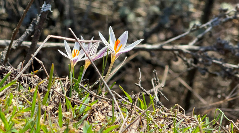 Перші шафрани Бузького Гарду: фотоальбом