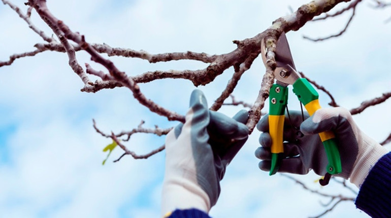 Що встигнути в саду та городі до кінця березня: чек-лист робіт