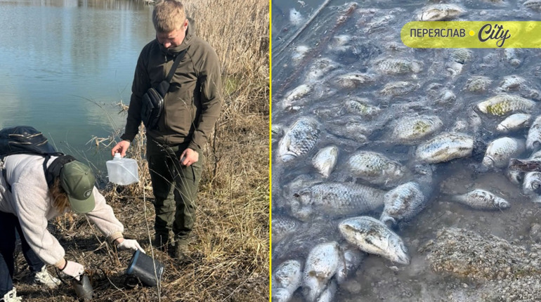 Масову загибель риби в річці Альта Переяславської громади зафіксувала екологічна інспекція