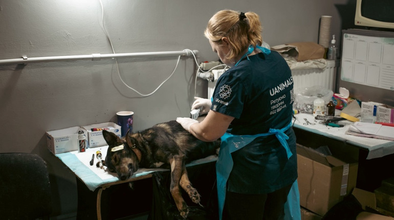 UAnimals 10 років борються за гуманність: за час повномасштабної війни допомогли сотням тисяч тварин