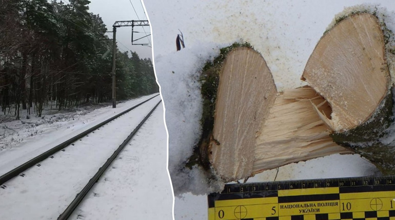 У Глухові судили чоловіка за незаконну вирубку дубів: завдано збитків на понад 158 тисяч гривень