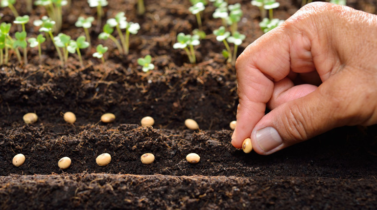 Від маленької насінини до щедрого врожаю: що потрібно знати про насіння