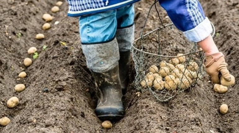 Коли садити картоплю у квітні 2026 року: сприятливі дні, температури та поради щодо добрив