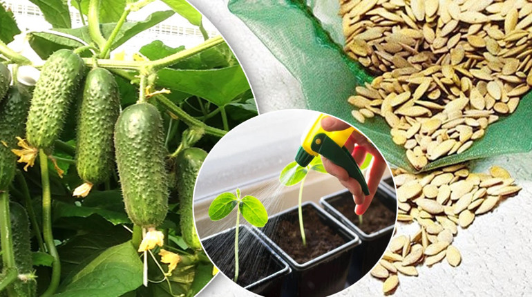 Проростуть швидше, ніж у всіх сусідів: 5 способів пророщування насіння огірків