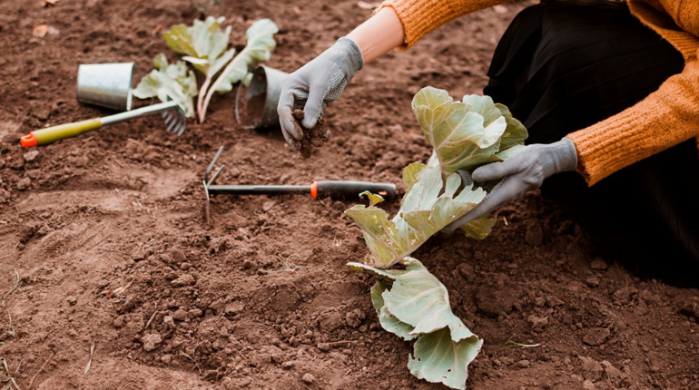 Посівний календар на квітень 2026: що і коли садити