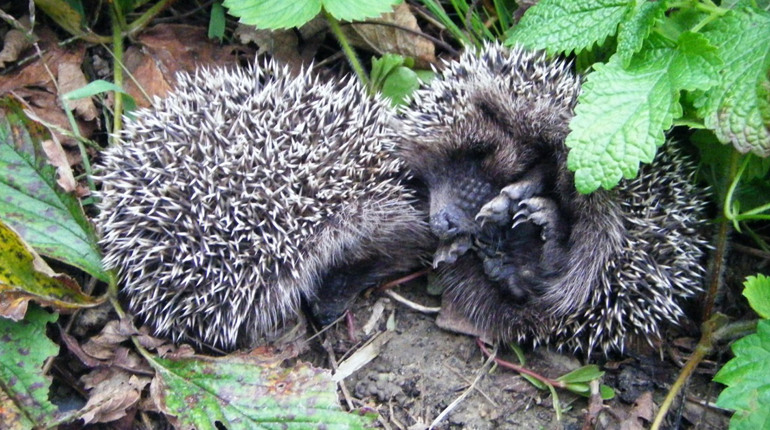 У Нижньодністровському нацпарку просять тиші: починається важливий період для природи