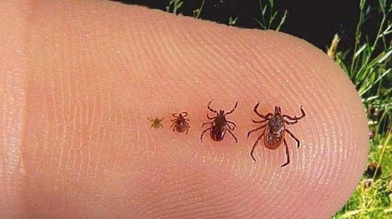 Сезон кліщів у розпалі. Медики Городка пояснюють, як діяти