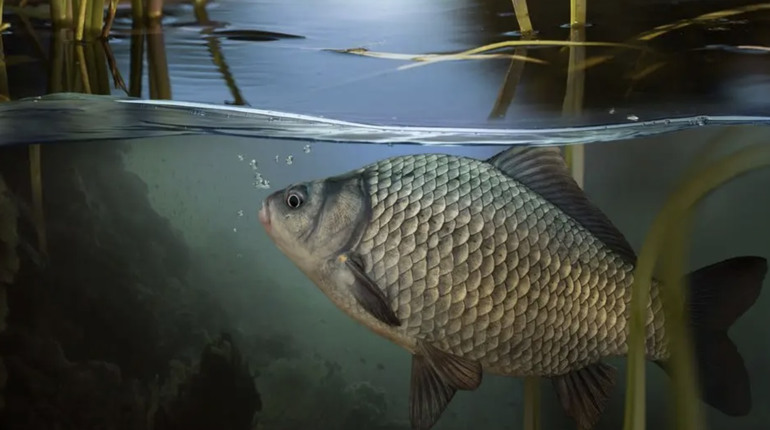 Нерестова заборона 2026: коли і де не можна ловити рибу