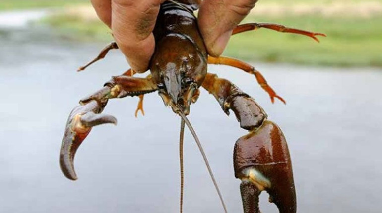 На Черкащині запроваджують нерестову заборону на вилов риби: що потрібно знати рибалкам