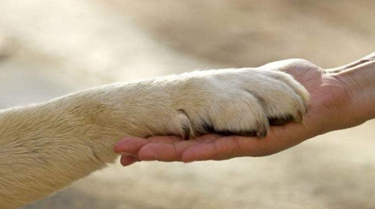 У школах України запроваджують курс про гуманне ставлення до тварин