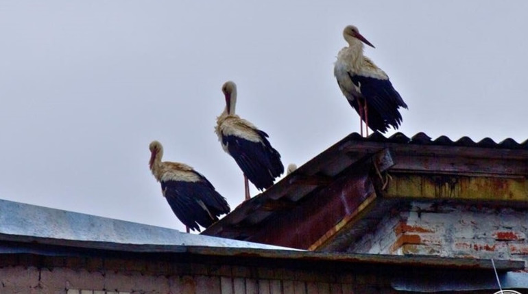 До Чорнобиля, після 20-річної відсутності, повернулися білі лелеки
