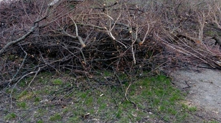 У Гадячі оштрафували жінку за викинуте гілля на узбіччя дороги