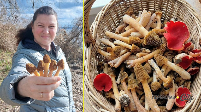 Під Переяславом збирають весняні гриби зморшки та саркосцифа: як виглядають та де їх шукати