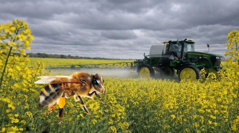 До уваги пасічників: ТОВ "Стейкагро" з 17 квітня оброблятиме поля в селах засобами захисту рослин