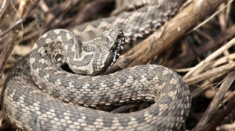 На Миколаївщині прокинулися змії: застереження та поради від фахівців