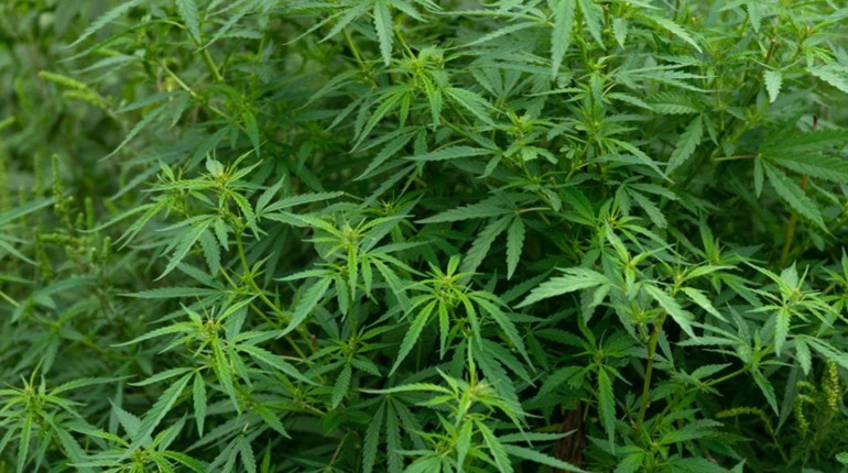 21 квітня: та інші події, дати, свята, народні прикмети