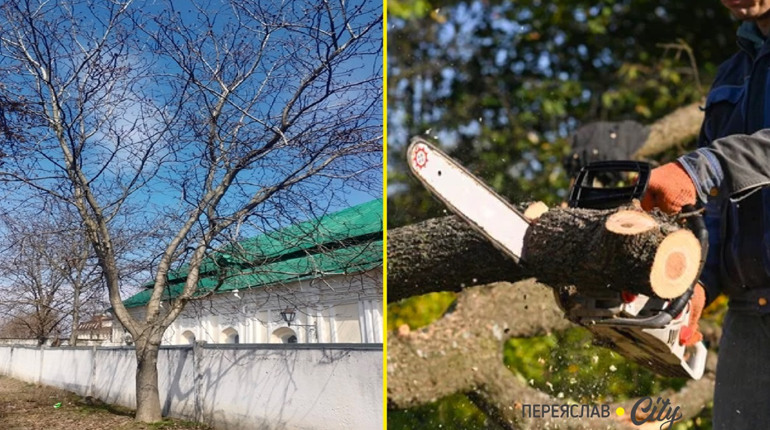 Біля музею Г.Сковороди в Переяславі зріжуть молодий горіх, а загалом видалять та кронують 76 дерев