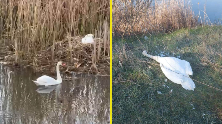 ОНОВЛЕНО У Переяславі на березі водойми виявили вбитого лебедя: подробиці про резонансну подію