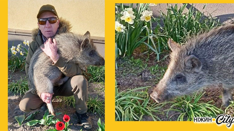 Від фронту до дому: зворушлива історія порятунку дикого малюка